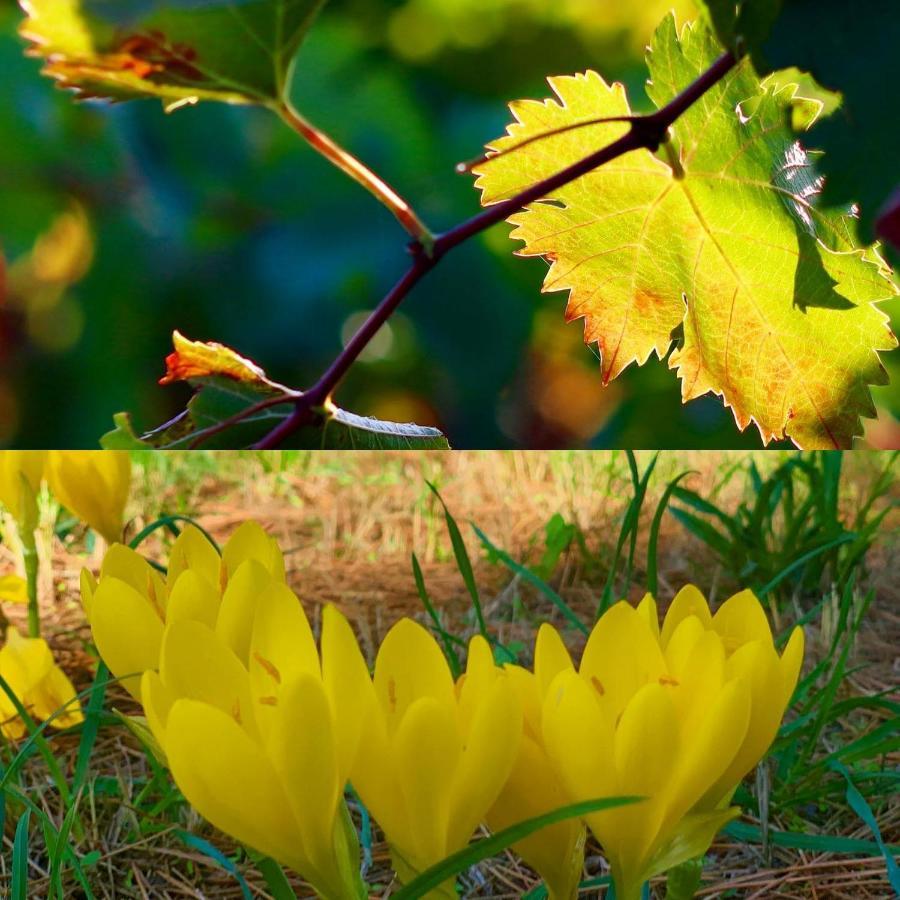La Maison Grenadine Pres Du Canal Du Midi Tourouzelle Eksteriør bilde